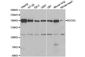 Western blot analysis of extracts of various cell lines, using ROCK2 antibody. (ROCK2 抗体  (AA 1109-1388))