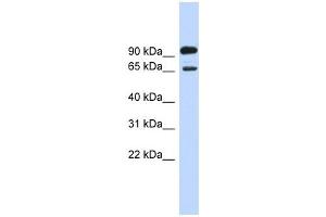 LARGE antibody used at 1 ug/ml to detect target protein. (LARGE 抗体  (Middle Region))