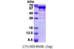 SDS-PAGE (SDS) image for Secretogranin III (SCG3) (AA 20-468) protein (His tag) (ABIN5853094) (SCG3 Protein (AA 20-468) (His tag))