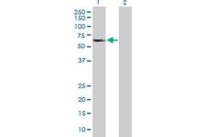 Western Blot analysis of TCP11 expression in transfected 293T cell line by TCP11 MaxPab polyclonal antibody.