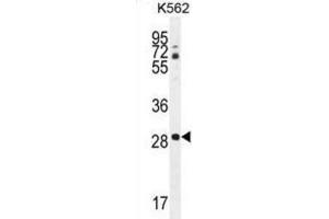 Western Blotting (WB) image for anti-C-Type Lectin Domain Family 12, Member B (CLEC12B) antibody (ABIN2996273) (CLEC12B 抗体)
