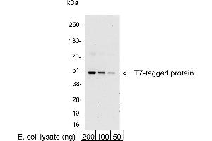 Western Blotting (WB) image for anti-T7-Tag antibody (HRP) (ABIN7795568) (T7-Tag 抗体  (HRP))
