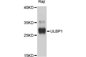 Western blot analysis of extracts of Raji cells, using ULBP1 antibody (ABIN5999144) at 1/1000 dilution. (ULBP1 抗体)