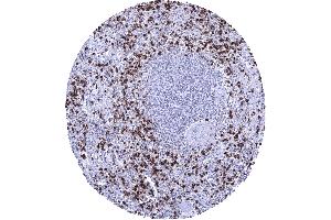 Spleen Numerous MPO positive granulocytes are usually seen within the red pulp of the spleen (Myeloperoxidase 抗体)
