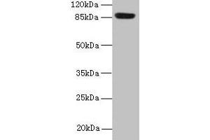 Western blot All lanes: PASD1 antibody at 4 μg/mL + A549 whole cell lysate Secondary Goat polyclonal to rabbit IgG at 1/10000 dilution Predicted band size: 88, 73 kDa Observed band size: 88 kDa