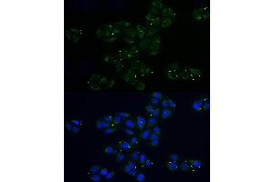Immunofluorescence analysis of U2OS cells using MRPL32 Rabbit pAb (ABIN6131123, ABIN6144012, ABIN6144013 and ABIN6214117) at dilution of 1:100 (40x lens). (MRPL32 抗体  (AA 19-188))