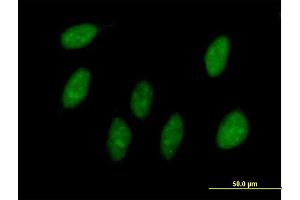 Immunofluorescence of purified MaxPab antibody to MAGOH on HeLa cell. (MAGOH 抗体  (AA 1-146))