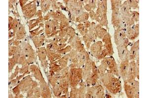Immunohistochemistry of paraffin-embedded human heart tissue using ABIN7145099 at dilution of 1:100 (ATG13 抗体  (AA 315-517))