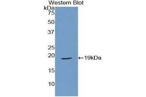 Western Blotting (WB) image for anti-Relaxin (AA 25-181) antibody (ABIN3207075) (Relaxin 抗体  (AA 25-181))
