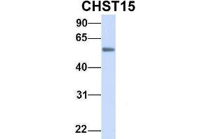 Western Blotting (WB) image for anti-Carbohydrate (N-Acetylgalactosamine 4-Sulfate 6-O) Sulfotransferase 15 (CHST15) (Middle Region) antibody (ABIN2782860)