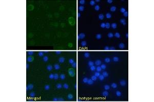 Immunofluorescence staining of fixed mouse splenocytes with anti-B7-H3 (CD276) antibody MJ18. (Recombinant CD276 抗体  (Extracellular Domain))