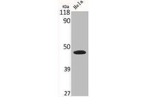 Western Blot analysis of HELA cells using Connexin 43 Polyclonal Antibody (Connexin 43/GJA1 抗体  (C-Term))