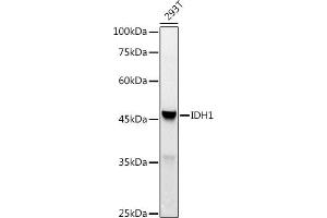 Western Blotting (WB) image for anti-Isocitrate Dehydrogenase 1 (NADP+), Soluble (IDH1) (AA 1-414) antibody (ABIN3023106)