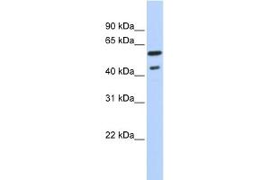 WB Suggested Anti-THRB Antibody Titration:  0. (THRB 抗体  (Middle Region))