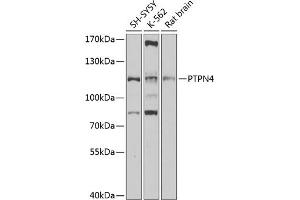 Western blot analysis of extracts of various cell lines, using PTPN4 antibody (ABIN6130551, ABIN6146450, ABIN6146451 and ABIN6220479) at 1:1000 dilution. (PTPN4 抗体  (AA 1-240))