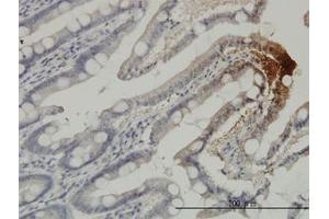 Image no. 3 for anti-Thiamine Triphosphatase (THTPA) (AA 1-231) antibody (ABIN466240) (THTPA 抗体  (AA 1-231))
