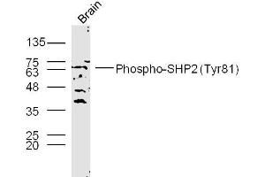 Western Blotting (WB) image for anti-Protein tyrosine Phosphatase, Non-Receptor Type 11 (PTPN11) (pTyr81) antibody (ABIN712541)