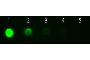 Dot Blot of Goat anti-Mouse IgG2a Antibody Fluorescein Conjugated Pre-absorbed. (山羊 anti-小鼠 IgG2a (Heavy Chain) Antibody (FITC) - Preadsorbed)