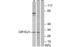 Western blot analysis of extracts from Jurkat cells and 293 cells, using OR10J1 antibody. (OR10J1 抗体  (C-Term))