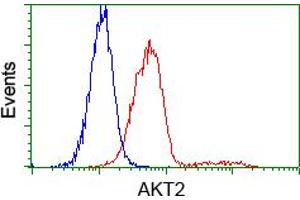 Flow cytometric analysis of Hela cells, using anti-AKT2 antibody (ABIN2452738), (Red) compared to a nonspecific negative control antibody (TA50011) (Blue). (AKT2 抗体)