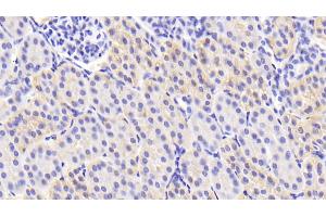 Detection of TGFb3 in Porcine Kidney Tissue using Polyclonal Antibody to Transforming Growth Factor Beta 3 (TGFb3) (TGFB3 抗体  (AA 298-409))