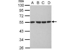 WB Image Sample (30 ug of whole cell lysate) A: 293T B: A431 C: HeLa D: HepG2 10% SDS PAGE antibody diluted at 1:10000 (TUBA1B 抗体)