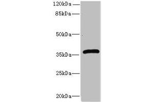 Western blot All lanes: Efnb3 antibody at 12 μg/mL + HepG2 whole cell lysate Secondary Goat polyclonal to rabbit IgG at 1/10000 dilution Predicted band size: 36 kDa Observed band size: 36 kDa (Ephrin B3 抗体  (AA 28-227))