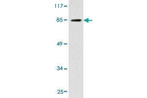 Western blot analysis of HeLa cell extracts with PMS2 polyclonal antibody . (PMS2 抗体)