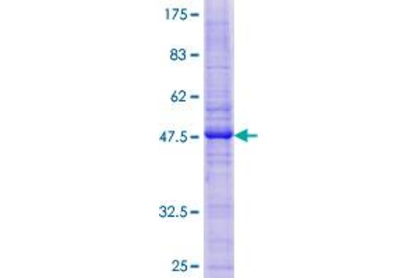 Caveolin 2 Protein (CAV2) (AA 1-162) (GST tag)