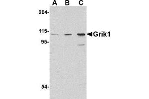 Western Blotting (WB) image for anti-Glutamate Receptor, Ionotropic, Kainate 1 (GRIK1) (C-Term) antibody (ABIN1030421) (GRIK1 抗体  (C-Term))