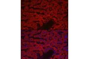 Immunofluorescence analysis of rat liver cells using F10 Rabbit pAb (ABIN7266422) at dilution of 1:100 (40x lens). (Coagulation Factor X 抗体  (AA 41-300))