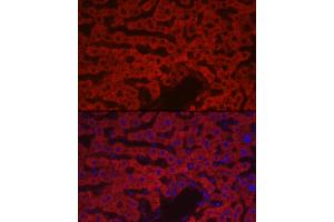 Immunofluorescence analysis of rat liver cells using F10 Rabbit pAb (ABIN7266422) at dilution of 1:100 (40x lens). (Coagulation Factor X 抗体  (AA 41-300))