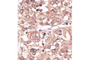 Image no. 2 for anti-Toll-Like Receptor 7 (TLR7) (N-Term) antibody (ABIN357057) (TLR7 抗体  (N-Term))