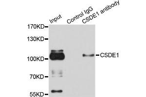 Immunoprecipitation analysis of 100ug extracts of HeLa cells using 3ug CSDE1 antibody (ABIN1876970). (CDSE1 抗体)