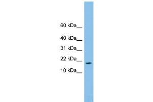 Western Blotting (WB) image for anti-Family with Sequence Similarity 19 (Chemokine (C-C Motif)-Like), Member A4 (FAM19A4) (Middle Region) antibody (ABIN2781903)