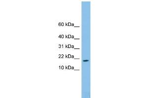 WB Suggested Anti-FAM19A4 Antibody Titration: 0. (FAM19A4 抗体  (Middle Region))