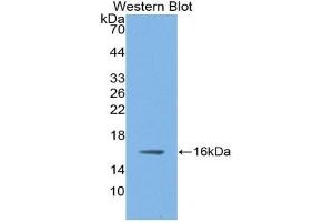 Detection of Recombinant NOS1, Rat using Polyclonal Antibody to Nitric Oxide Synthase 1, Neuronal (NOS1) (NOS1 抗体  (AA 9-136))