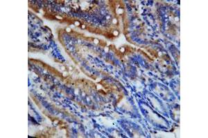 Immunohistochemical staining of paraffin-embedded rat intestine tissue section with Cx3cl1 polyclonal antibody . (CX3CL1 抗体  (N-Term))