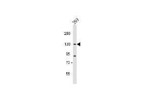 Anti-DHX30 Antibody (N-term) at 1:1000 dilution + 293 whole cell lysate Lysates/proteins at 20 μg per lane. (DHX30 抗体  (N-Term))