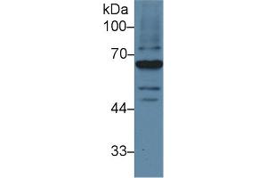 Western Blotting (WB) image for anti-Lecithin-Cholesterol Acyltransferase (LCAT) (AA 290-432) antibody (ABIN7438331)