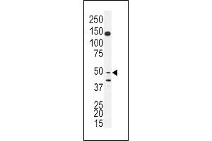 Western blot analysis of anti-BPIL1 Antibody (N-term) (ABIN391627 and ABIN2841547) in SK-BR-3 cell line lysates (35 μg/lane). (BPIL1 抗体  (N-Term))