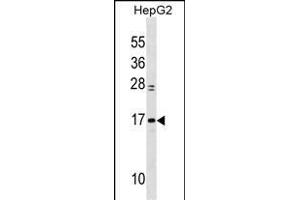 MYL6 Antibody (Center) (ABIN1538290 and ABIN2849925) western blot analysis in HepG2 cell line lysates (35 μg/lane). (MYL6 抗体  (AA 32-59))