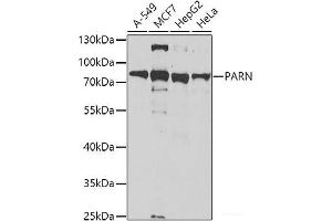 Western blot analysis of extracts of various cell lines using PARN Polyclonal Antibody at dilution of 1:1000. (PARN 抗体)