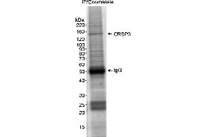 anti-Mediator Complex Subunit 23 (MED23) (AA 400-450) antibody