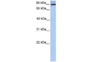 Western Blot showing PCK1 antibody used at a concentration of 1-2 ug/ml to detect its target protein. (PCK1 抗体  (Soluble))
