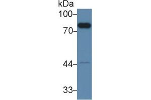 Western blot analysis of Mouse Liver lysate, using Mouse F2 Antibody (2 µg/ml) and HRP-conjugated Goat Anti-Rabbit antibody ( (Prothrombin 抗体  (AA 325-618))