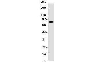 Western blot testing of Proprotein Convertase 4 antibody and rat brain tissue. (PCSK4 抗体  (N-Term))