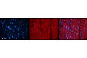 Immunohistochemistry (IHC) image for anti-Selenium Binding Protein 1 (SELENBP1) (N-Term) antibody (ABIN2783294)