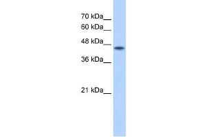POFUT2 antibody used at 2.
