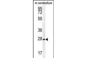 VSTM2A Antibody (Center) (ABIN655126 and ABIN2844754) western blot analysis in mouse cerebellum tissue lysates (35 μg/lane). (VSTM2A 抗体  (AA 97-126))